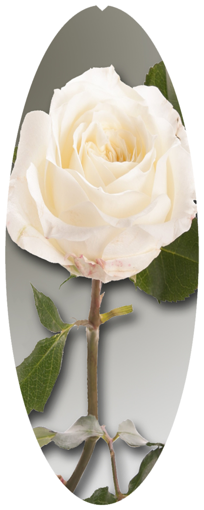 DNSA18-070 White Rose Stem (Matthews)